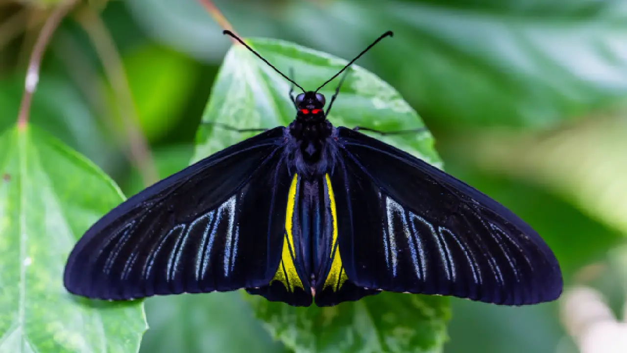 Black and Yellow Butterfly