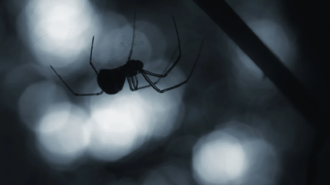 Dream of a Black Widow Spider