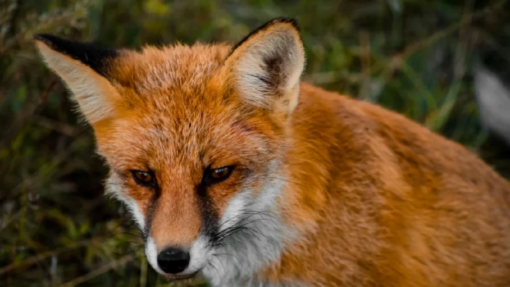 Red Fox