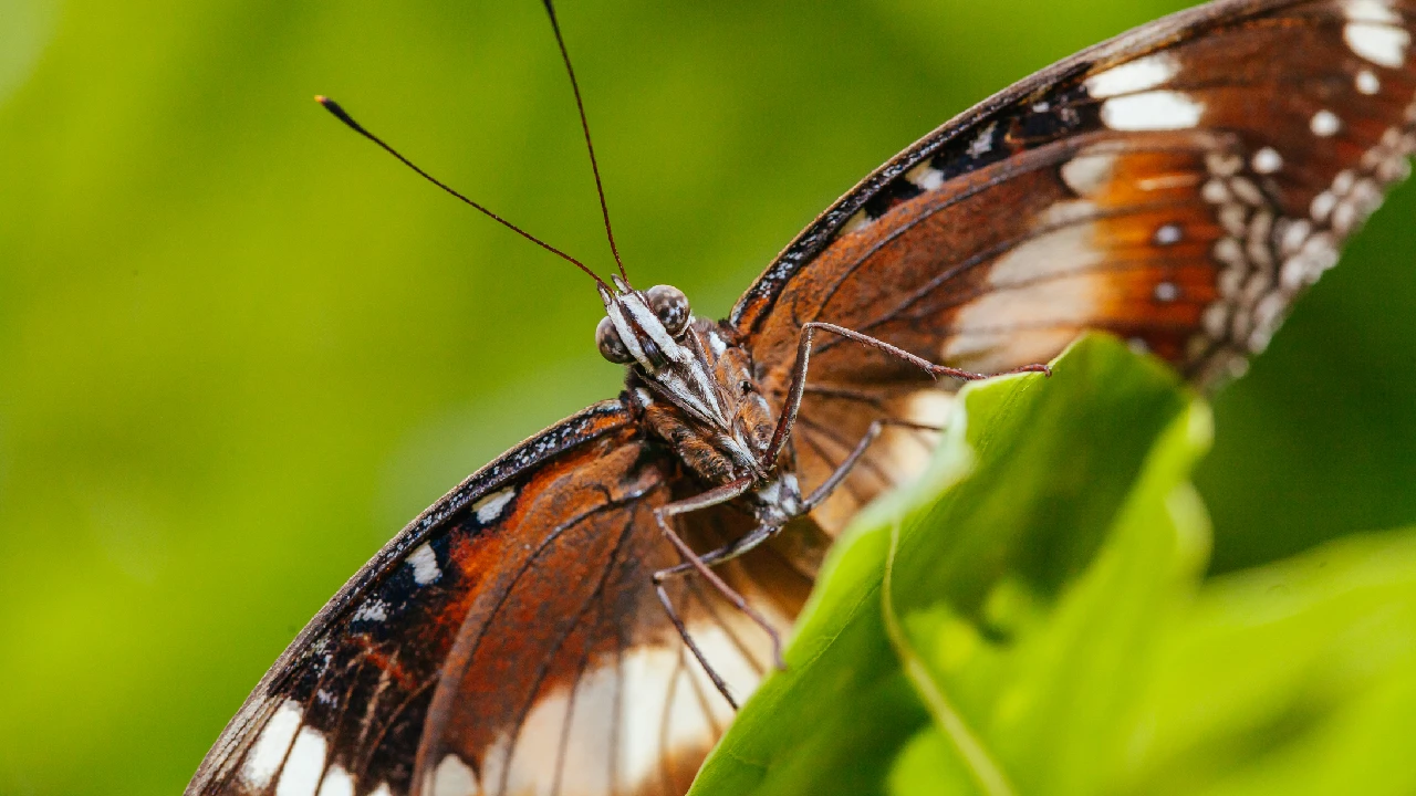 butterfly spiritual meaning