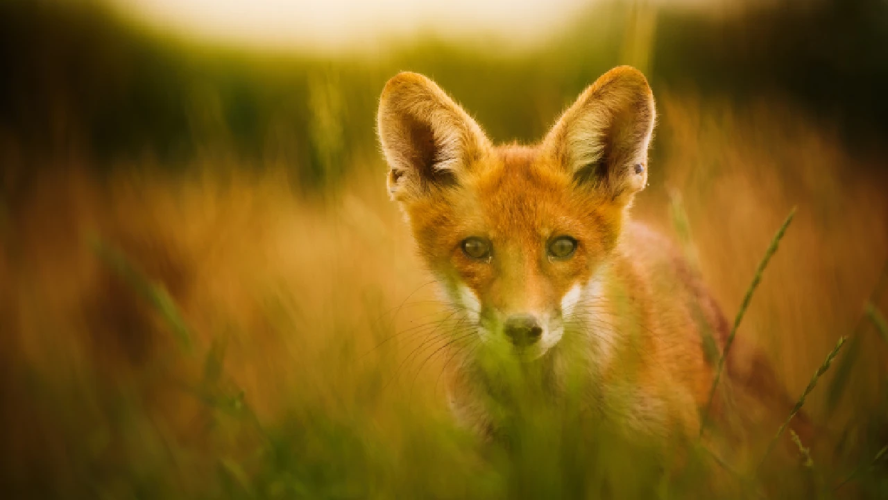 fox spiritual meaning